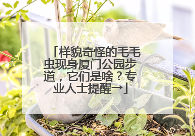 样貌奇怪的毛毛虫现身厦门公园步道，它们是啥？专业人士提醒→